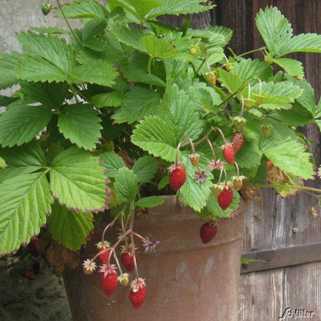 Erdbeere 'HUMMI® Waldfee' - Die Walderdbeere von Hummi