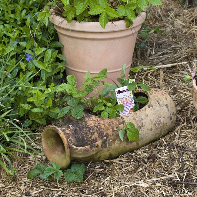 Erdbeere &#039;HUMMI® Waldfee&#039; - Die Walderdbeere 3 Stück Lieferform: 3 Pflanzen von Hummi