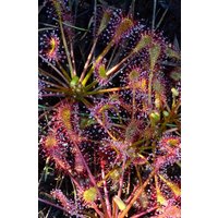 Weihnachtsgeschenk 10% Rabatt Fleischfressende Pflanze Samen 15 Wasser Sonnentau | Drosera Intermedia Echte Samen Weihnachtsgeschenk 10% Rabatt Fleischfressende Pflanze Samen 15 Wasser Sonnentau | Drosera Intermedia Echte Samen von HungryFlytraps