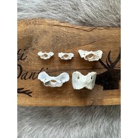 Atlas Reh Dachs Fuchs Marder Mink von HuntiDanti