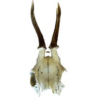 Echter Bockschädel Rehbock Nr. 11 Echter Bockschädel Rehbock Nr. 11 von HuntiDanti