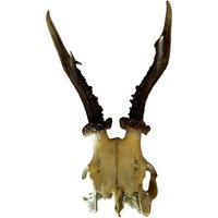 Echter Bockschädel Rehbock Nr. 13 Echter Bockschädel Rehbock Nr. 13 von HuntiDanti