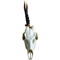 Echter Bockschädel Rehbock Nr. 23 Echter Bockschädel Rehbock Nr. 23 von HuntiDanti