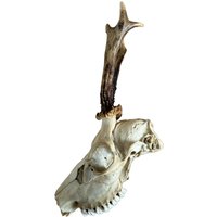 Echter Bockschädel Rehbock Nr. 33 Echter Bockschädel Rehbock Nr. 33 von HuntiDanti