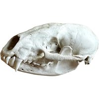 Echter Dachs Schädel Echter Dachs Schädel von HuntiDanti