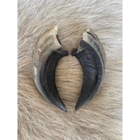Schön Gemustertes Horn Vom Muffelwild Schön Gemustertes Horn Vom Muffelwild von HuntiDanti