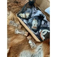 Zähne-Box - Einzigartige Sammlung Natürlicher Tierzähne Aus Unserem Zugelassenen Präparationsbetrieb Zähne-Box - Einzigartige Sammlung Natürlicher Tierzähne Aus Unserem Zugelassenen Präparationsbetrieb von HuntiDanti