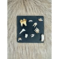 Zähne-Mix Im Säckchen Zähne-Mix Im Säckchen von HuntiDanti