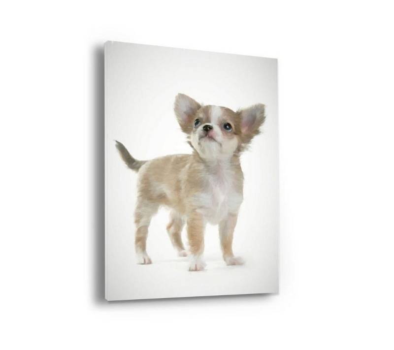 Hustling Sharks Leinwandbild Tier Wandbild als XXL Leinwandbild "Chihuahua", in 7 unterschiedlichen Größen verfügbar von Hustling Sharks