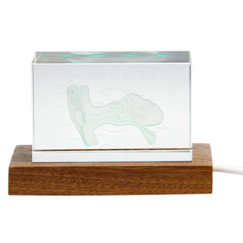 Hxhsgmeh Wissenschaftsgeschenke Menschliche Organstatue Otologie Wissenschaftsgeschenke B Hxhsgmeh Wissenschaftsgeschenke Menschliche Organstatue Otologie Wissenschaftsgeschenke B von Hxhsgmeh