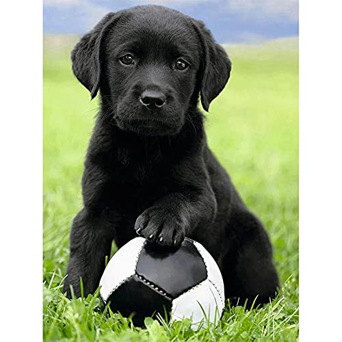 Hyanun DIY 5D Diamond Painting Bilder Labrador-Hund und Fußball 25x30cm Diamantmalerei Malen Nach Zahlen Full Drill Set kristall Strass kreuzstich Handwerk für Wohnzimmer Schlafzimmer Büro Wand Decor von Hyanun