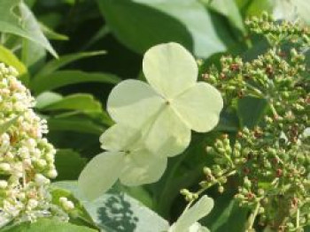 Kletterhortensie 'Semiola' ®, 20-30 cm, Hydrangea anomala 'Semiola' ®, Containerware von Hydrangea anomala 'Semiola' ®