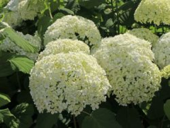 Ballhortensie 'Annabelle', 60-100 cm, Hydrangea arborescens 'Annabelle', Containerware Ballhortensie 'Annabelle', 60-100 cm, Hydrangea arborescens 'Annabelle', Containerware von Hydrangea arborescens 'Annabelle'