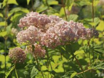 Ballhortensie Candybelle ® 'Marshmallow', Hydrangea arborescens Candybelle ® 'Marshmallow', Containerware von Hydrangea arborescens Candybelle ® 'Marshmallow'