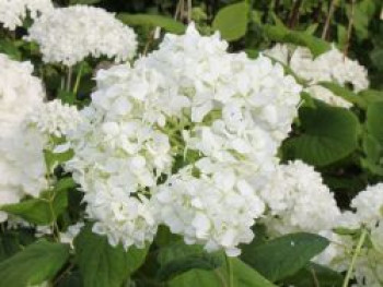 Strauch-Hortensie / Schneeball-Hortensie 'Grandiflora', 40-60 cm, Hydrangea arborescens 'Grandiflora', Containerware von Hydrangea arborescens 'Grandiflora'