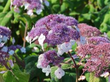Fellhortensie / Samthortensie 'Macrophylla', 40-60 cm, Hydrangea aspera 'Macrophylla', Containerware Fellhortensie / Samthortensie 'Macrophylla', 40-60 cm, Hydrangea aspera 'Macrophylla', Containerware von Hydrangea aspera 'Macrophylla'