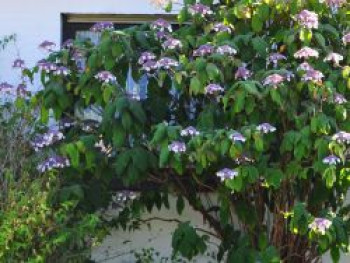 Samthortensie, 40-60 cm, Hydrangea aspera subsp. sargentiana, Containerware von Hydrangea aspera subsp. sargentiana
