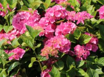 Bauernhortensie 'Adria', 30-40 cm, Hydrangea macrophylla 'Adria', Containerware von Hydrangea macrophylla 'Adria'
