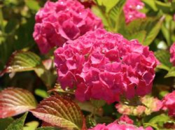 Bauernhortensie 'Alpenglühen', 30-40 cm, Hydrangea macrophylla 'Alpenglühen', Containerware von Hydrangea macrophylla 'Alpenglühen'