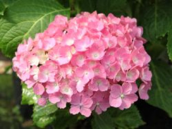 Ballhortensie 'Hamburg', 20-30 cm, Hydrangea macrophylla 'Hamburg', Containerware von Hydrangea macrophylla 'Hamburg'