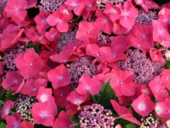 Tellerhortensie 'Kardinal', 10-20 cm, Hydrangea macrophylla 'Kardinal', Topfware von Hydrangea macrophylla 'Kardinal'