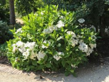 Tellerhortensie 'Lanarth White', 30-40 cm, Hydrangea macrophylla 'Lanarth White', Containerware von Hydrangea macrophylla 'Lanarth White'