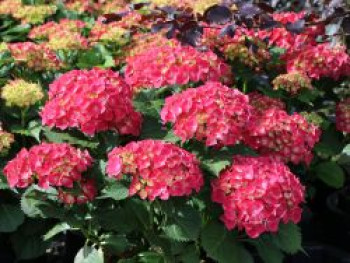 Ballhortensie 'Leuchtfeuer', 30-40 cm, Hydrangea macrophylla 'Leuchtfeuer', Containerware von Hydrangea macrophylla 'Leuchtfeuer'