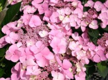 Tellerhortensie 'Mariesii Perfecta', 20-40 cm, Hydrangea macrophylla 'Mariesii Perfecta', Containerware von Hydrangea macrophylla 'Mariesii Perfecta'