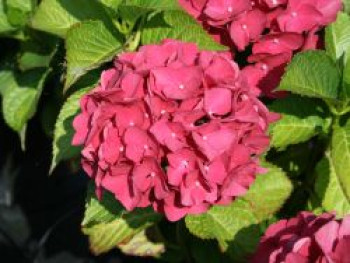 Ballhortensie 'Red Baron', 10-20 cm, Hydrangea macrophylla 'Red Baron', Topfware von Hydrangea macrophylla 'Red Baron'