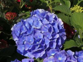 Ballhortensie 'Renate Steiniger', 30-40 cm, Hydrangea macrophylla 'Renate Steiniger', Containerware von Hydrangea macrophylla 'Renate Steiniger'