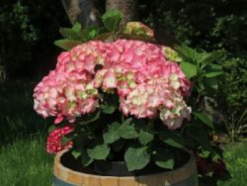 Ballhortensie 'Rosita', 40-60 cm, Hydrangea macrophylla 'Rosita', Containerware von Hydrangea macrophylla 'Rosita'
