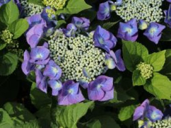 Tellerhortensie 'Blaumeise', 30-40 cm, Hydrangea macrophylla 'Blaumeise', Containerware von Hydrangea macrophylla 'Blaumeise'