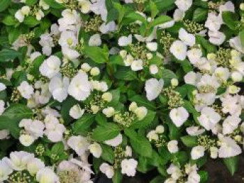 Girlanden-Hortensie 'Runaway Bride'  ®, Hydrangea macrophylla 'Runaway Bride'  ®, Containerware von Hydrangea macrophylla 'Runaway Bride'  ®