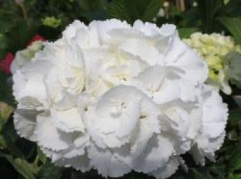Ballhortensie 'Schneeball' ®, 30-40 cm, Hydrangea macrophylla 'Schneeball' ®, Containerware von Hydrangea macrophylla 'Schneeball' ®