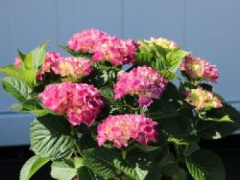 Bauernhortensie 'Schöne Bautznerin', 40-60 cm, Hydrangea macrophylla 'Schöne Bautznerin', Containerware von Hydrangea macrophylla 'Schöne Bautznerin'