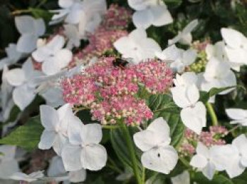 Tellerhortensie 'Teller White' / 'Libelle', 20-30 cm, Hydrangea macrophylla 'Teller White' / 'Libelle', Containerware von Hydrangea macrophylla 'Teller White' / 'Libelle'