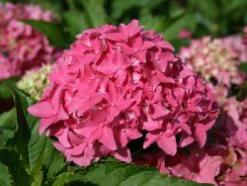 Ballhortensie 'Tovelit', 30-40 cm, Hydrangea macrophylla 'Tovelit', Containerware von Hydrangea macrophylla 'Tovelit'