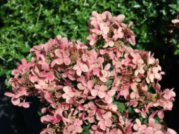 Rispenhortensie (S)witch ® 'Ophelia', Stamm 40-50 cm, 60-80 cm, Hydrangea paniculata (S)witch ® 'Ophelia', Stämmchen von Hydrangea paniculata (S)witch ® 'Ophelia'