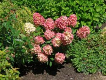 Rispenhortensie 'Bloody Marie' ®, 40-60 cm, Hydrangea paniculata 'Bloody Marie' ®, Containerware von Hydrangea paniculata 'Bloody Marie' ®