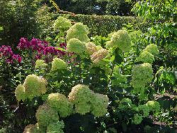 Rispenhortensie 'Bobo' / 'IIvobo', Hydrangea paniculata 'Bobo' / 'Ilvobo', Topfware von Hydrangea paniculata 'Bobo' / 'Ilvobo'