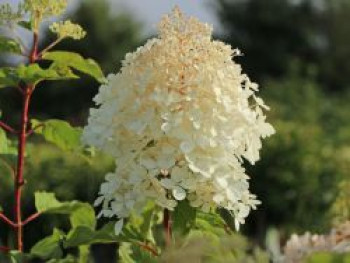 Rispenhortensie 'Bombshell' ®, 30-40 cm, Hydrangea paniculata 'Bombshell' ®, Containerware von Hydrangea paniculata 'Bombshell' ®