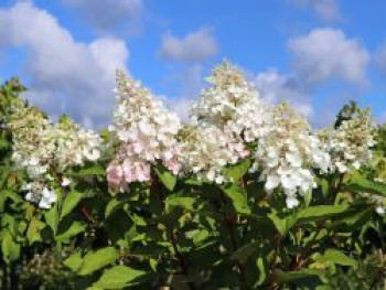 Rispenhortensie 'Candlelight' ®, 30-40 cm, Hydrangea paniculata 'Candlelight' ®, Containerware von Hydrangea paniculata 'Candlelight' ®