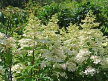 Rispenhortensie 'Confetti', Hydrangea paniculata 'Confetti', Containerware von Hydrangea paniculata 'Confetti'