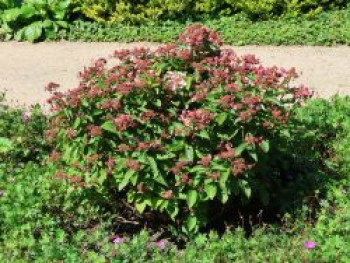 Rispenhortensie 'Dharuma', 20-30 cm, Hydrangea paniculata 'Dharuma', Containerware von Hydrangea paniculata 'Dharuma'