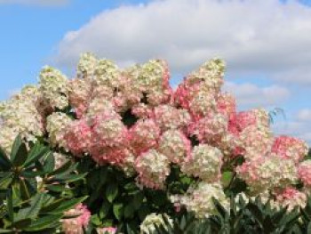 Rispenhortensie 'Diamant Rouge', Hydrangea paniculata 'Diamant Rouge', Topfware Rispenhortensie 'Diamant Rouge', Hydrangea paniculata 'Diamant Rouge', Topfware von Hydrangea paniculata 'Diamant Rouge'