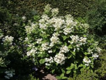 Rispenhortensie 'Early Sensation' ®, Hydrangea paniculata 'Early Sensation' ®, Topfware von Hydrangea paniculata 'Early Sensation' ®
