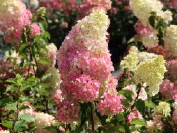 Rispenhortensie 'Fraise Melba', 10-20 cm, Hydrangea paniculata 'Fraise Melba', Tray Rispenhortensie 'Fraise Melba', 10-20 cm, Hydrangea paniculata 'Fraise Melba', Tray von Hydrangea paniculata 'Fraise Melba'