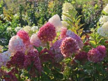 Rispenhortensie 'Graffiti' ®, 30-40 cm, Hydrangea paniculata 'Graffiti' ®, Containerware von Hydrangea paniculata 'Graffiti' ®