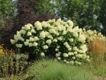 Rispenhortensie 'Grandiflora', Hydrangea paniculata 'Grandiflora', Topfware Rispenhortensie 'Grandiflora', Hydrangea paniculata 'Grandiflora', Topfware von Hydrangea paniculata 'Grandiflora'