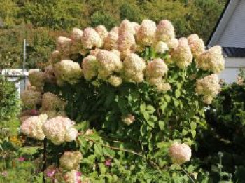 Rispenhortensie 'Hercules', 20-40 cm, Hydrangea paniculata 'Hercules', Containerware Rispenhortensie 'Hercules', 20-40 cm, Hydrangea paniculata 'Hercules', Containerware von Hydrangea paniculata 'Hercules'